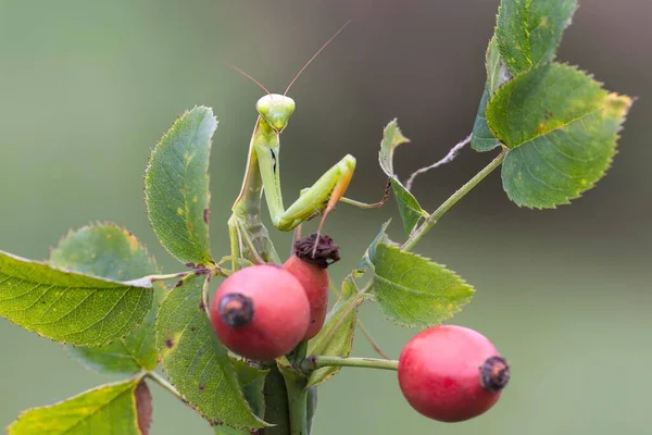 European Mantis Mantis Religiosa Sits Rose Hips Burgenland Austria Europe — Stock Photo, Image