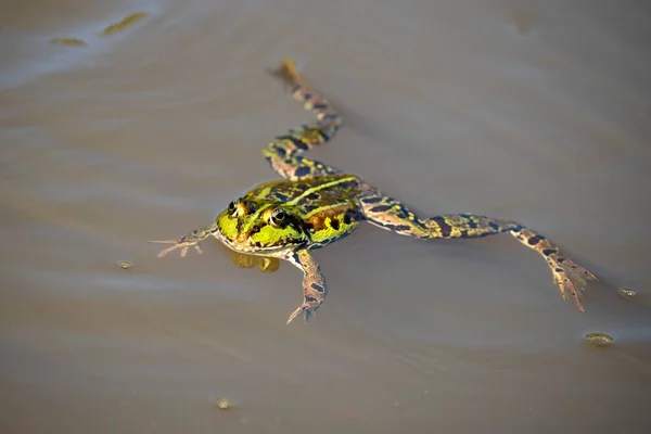 緑のカエル Rana Esculenta 水の中 ブルゲンラント オーストリア ヨーロッパ — ストック写真