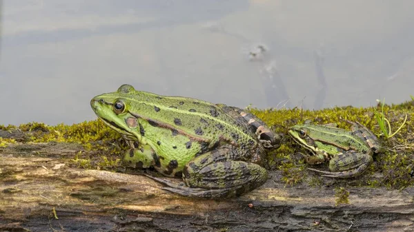 Зелёная Лягушка Rana Esculenta Взрослые Молодые Сидящие Берегу Бургенланд Австрия — стоковое фото