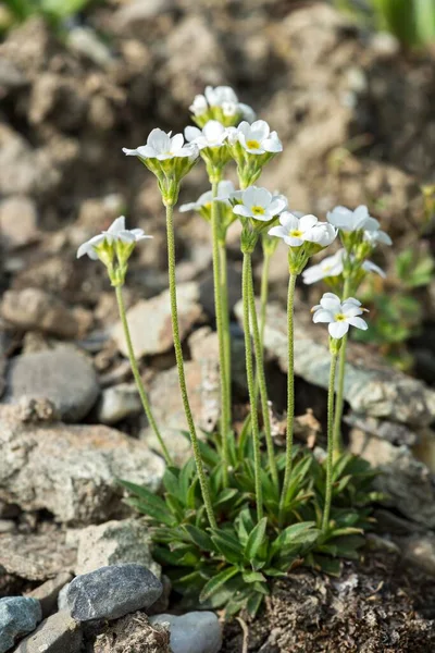 Ασπίδα Λευκόφυλλου Androsace Obtusifolia Samnaun Graubnden Ελβετία Ευρώπη — Φωτογραφία Αρχείου