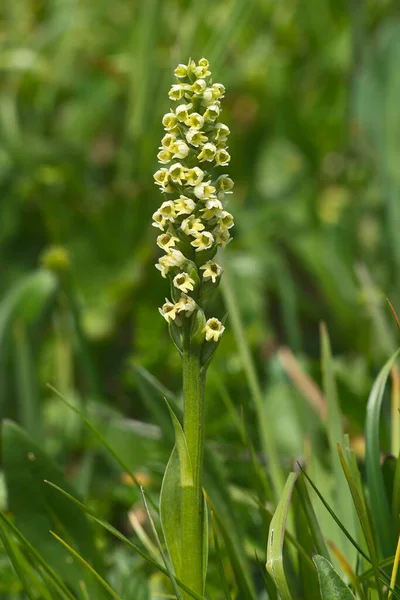 Kleine Weiße Orchidee Pseudorchis Albida Samnaun Graubünden Schweiz Europa — Stockfoto