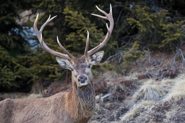 Red Deer Cervus Elaphus Male Animal Portrait Stubai Valley Tyrol — Stock Photo, Image