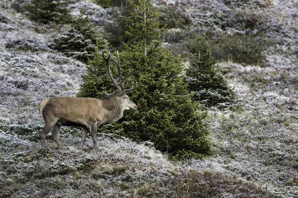 Red Deer Cervus Elaphus Male Runs Snow Covered Landscape Rutting — Stock Photo, Image