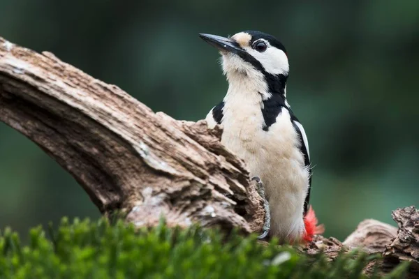 Great Spotted Woodpecker Dendrocopos Major Sits Deadwood Emsland Lower Saxony — Stock Photo, Image