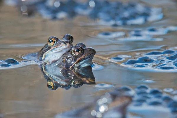 Common Frogs Rana Temporaria Spawning Emsland Lower Saxony Germany Europe — Stock Photo, Image