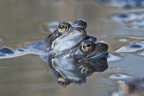 개구리 라리아 색스니 — 스톡 사진