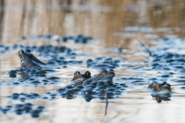 Common Frogs Rana Temporaria Spawning Emsland Lower Saxony Germany Europe — Stock Photo, Image