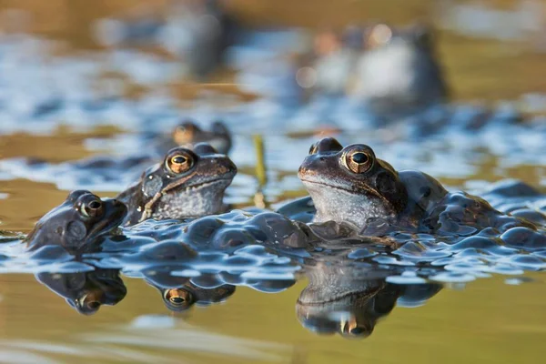 stock image Common frogs (Rana temporaria) spawning, Emsland, Lower Saxony, Germany, Europe