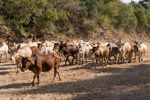 소떼는 아프리카 강에서 이동하고 — 스톡 사진