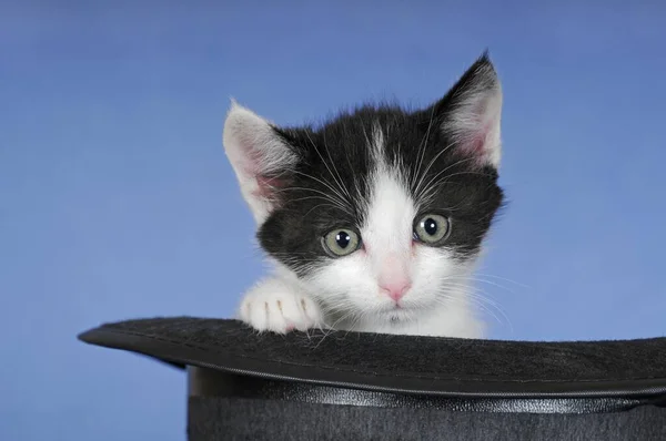 Kitten Weken Zwart Wit — Stockfoto