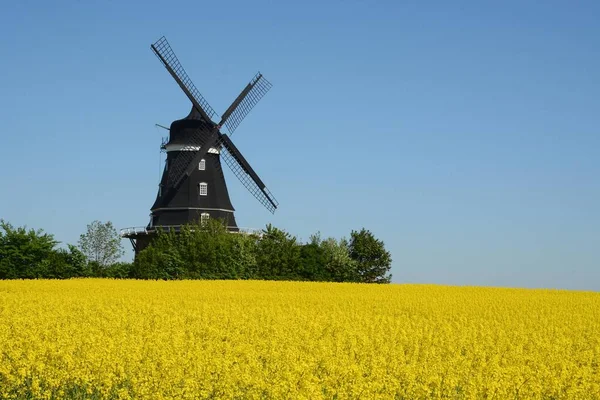 Windmill Rape Field Krageholm Scania Sweden Europe — Stock Photo, Image