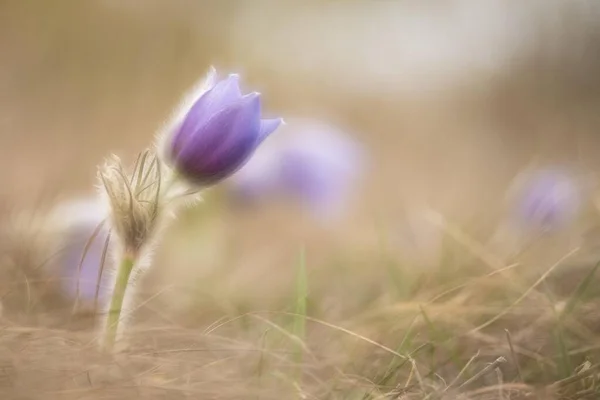 stock image Pasque flower (Pulsatilla vulgaris), Lower Austria, Austria, Europe