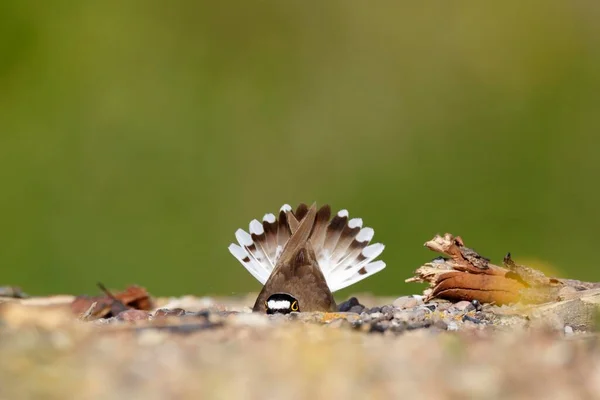 Little Ringed Plover Charadrius Dubius Animal Raspando Buraco Nidificação Cascalho — Fotografia de Stock