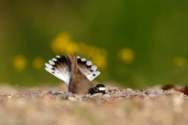 Little Ringed Plover Charadrius Dubius Animal Raspando Buraco Nidificação Cascalho — Fotografia de Stock