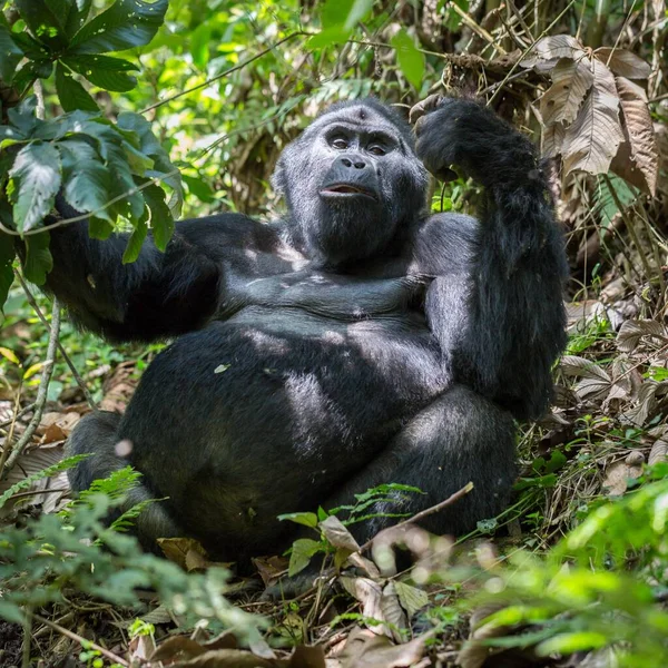 Gorila Montaña Gorilla Beringei Beringei Encuentra Selva Tropical Parque Nacional — Foto de Stock