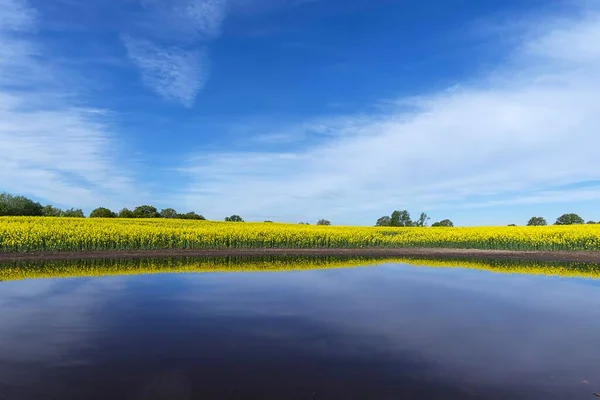Blommande Rapefield Brassica Napus Reflekteras Ett Kettle Hål Blå Himmel — Stockfoto
