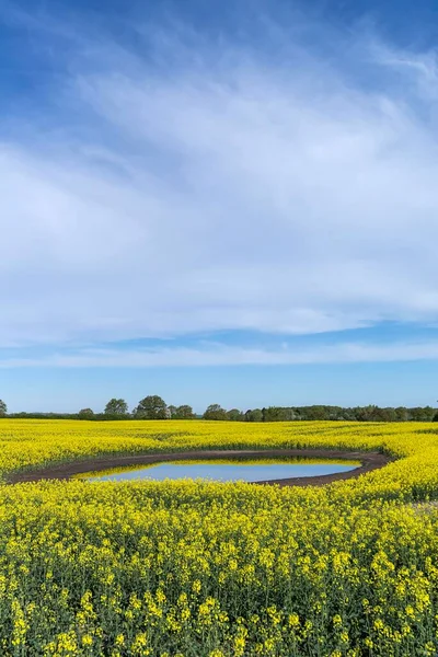 Blühender Rapsfeld Brassica Napus Spiegelt Sich Einem Kesselloch Blauer Himmel — Stockfoto