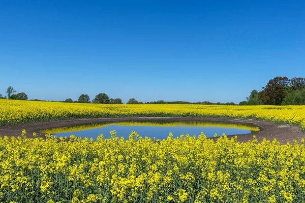 Цветущие Rapefield Brassica Napus Отражается Чайник Отверстие Голубое Небо Мекленбург — стоковое фото