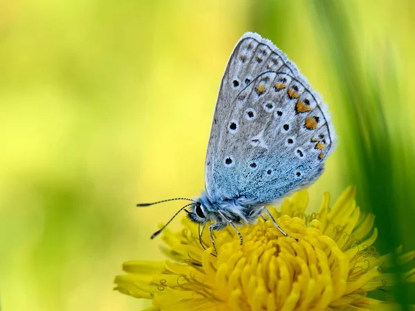 タンポポの花によく見られる青い蝶 Polyommatus Icarus Taraxacum Officinale Lower Rhine North Rhine Westphalia — ストック写真
