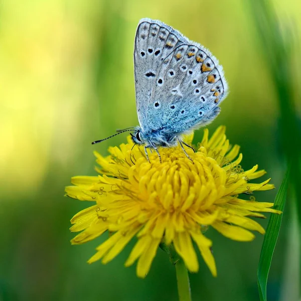 Papillon Bleu Commun Polyommatus Icarus Sur Fleur Pissenlit Taraxacum Officinale — Photo