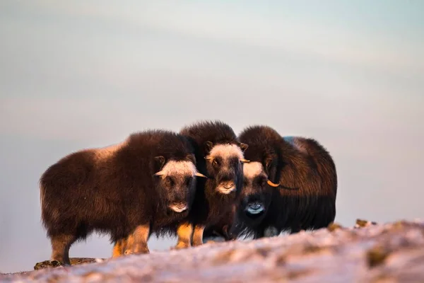 Musk Oxes Ovibos Moschatus Τρία Νεαρά Ζώα Βράδυ Εθνικό Πάρκο — Φωτογραφία Αρχείου