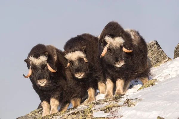 ムスク オックス Ovibos Moschatus 3匹の若い動物 ドヴレフェル サンダルスフィェラ国立公園 ノルウェー ヨーロッパ — ストック写真