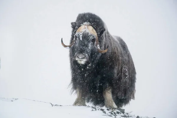 Musk Ovibos Moschatus Male Snowstorm Εθνικό Πάρκο Dovrefjell Sunndalsfjella Νορβηγία — Φωτογραφία Αρχείου