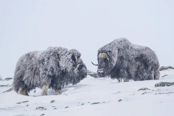 Musk Oxes Ovibos Moschatus Δύο Αρσενικά Χιονοθύελλα Εθνικό Πάρκο Dovrefjell — Φωτογραφία Αρχείου