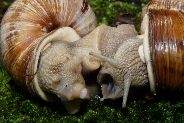 食用カタツムリ Helix Pomatia のペアリング — ストック写真