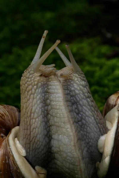 食用カタツムリ Helix Pomatia のペアリング — ストック写真