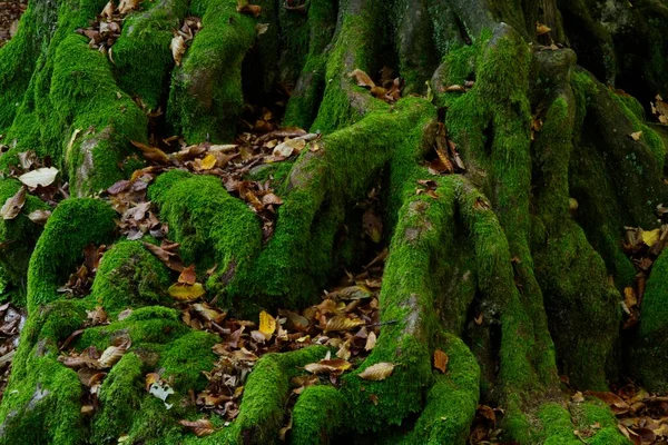Mossy Roots Close — Stock Photo, Image