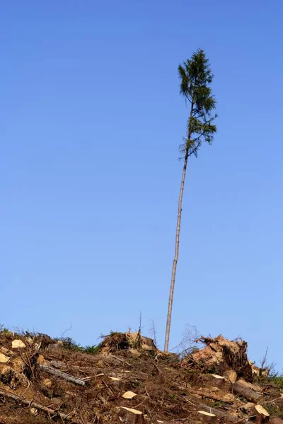 Єдине Дерево Стоїть Після Бурі Кирилі Німеччина — стокове фото