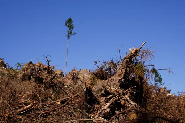 stock image A single tree standing after the storm Kyrill, Germany, Europe