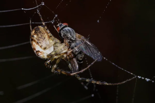 与猎物接近的蜘蛛 — 图库照片