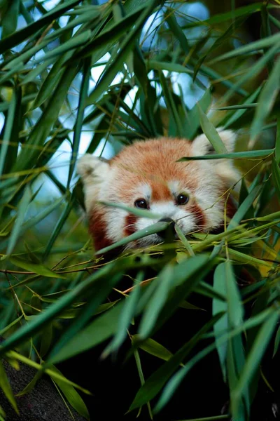 Panda Roja Ailurus Fulgens Bambú Zoo Duisburg Alemania Europa —  Fotos de Stock