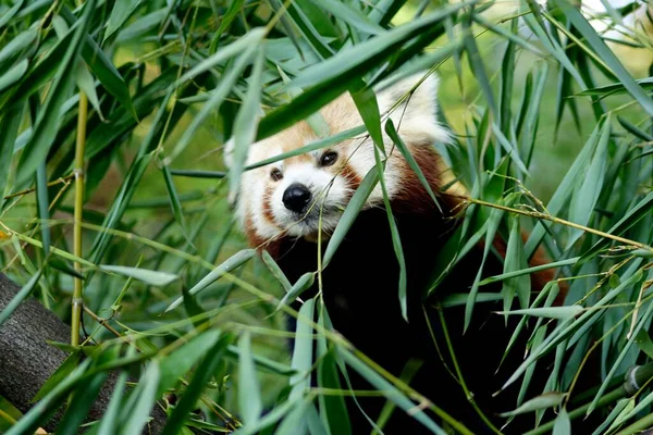 Roter Panda Ailurus Fulgens Bambus Zoo Duisburg Deutschland Europa — Stockfoto