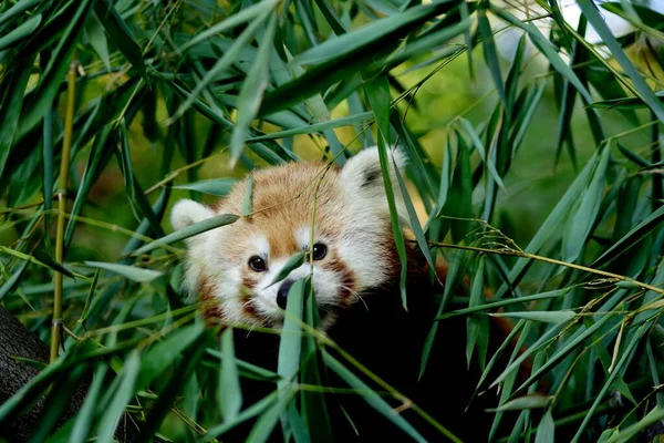 Panda Roja Ailurus Fulgens Bambú Zoo Duisburg Alemania Europa — Foto de Stock