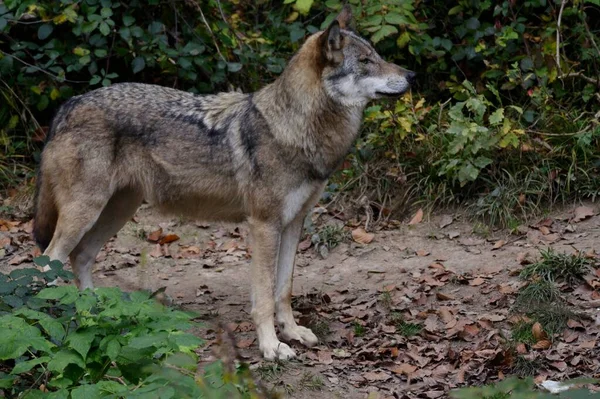 Grey Timber Wolf Canis Lupus Zajatec Hesensko Německo Evropa — Stock fotografie
