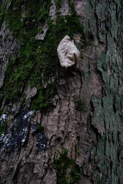 stock image Dried beech leaf nestled against pine-tree bark, Sauerland, North Rhine-Westphalia, Germany, Europe