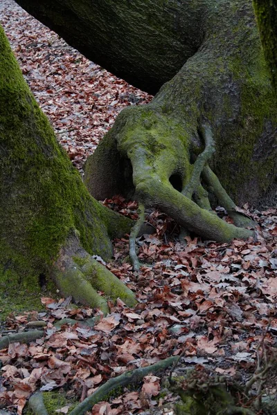 Radici Quercia Foresta Lueerwald Sauerland Renania Settentrionale Vestfalia Germania Europa — Foto Stock