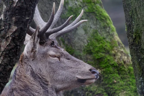 Red Deer Cervus Elaphus Lueerwald Forest Sauerland Βόρεια Ρηνανία Βεστφαλία — Φωτογραφία Αρχείου