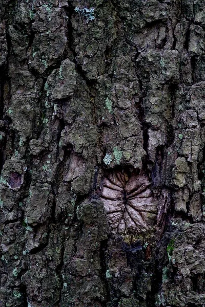 Corteza Roble Quercus — Foto de Stock