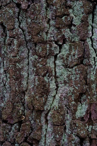 橡树树皮 Quercus — 图库照片
