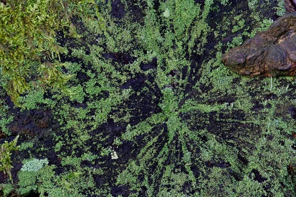 Moss Lichen Covered Tree Stump — Stock Photo, Image