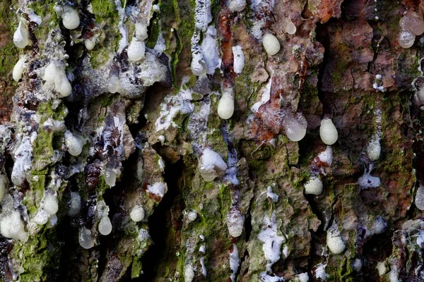 Gouttelettes Résine Sur Écorce Pin Pinus — Photo