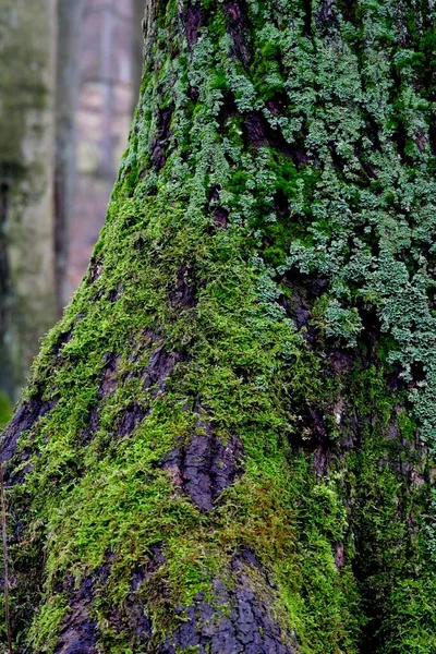 Tronco Árvores Cobertas Por Lenha Musgo Lueerwald Renânia Norte Vestefália — Fotografia de Stock