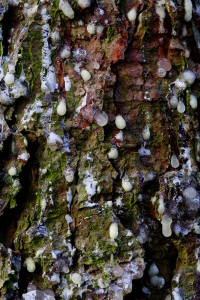 松树皮上的树脂滴 松果皮 — 图库照片