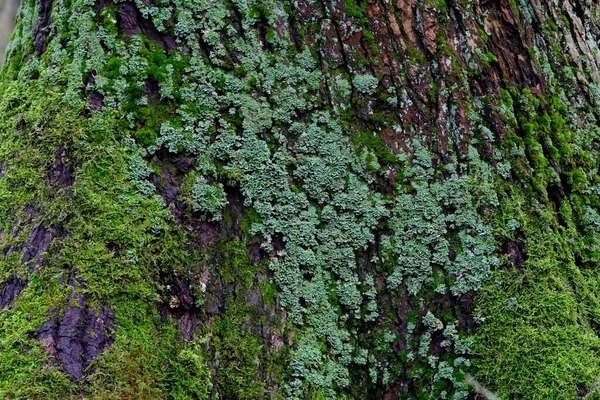 Tronc Arbre Couvert Lichens Mousses Lueerwald Rhénanie Nord Westphalie Allemagne — Photo