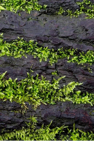 Mosses Growing Tree Trunk Lueerwald North Rhine Westphalia Germany Europe — Stock Photo, Image