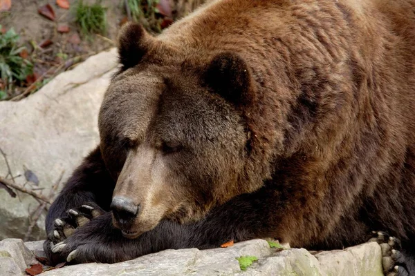 Brown Bear Ursus Arctos Пленник Гессен Германия Европа — стоковое фото